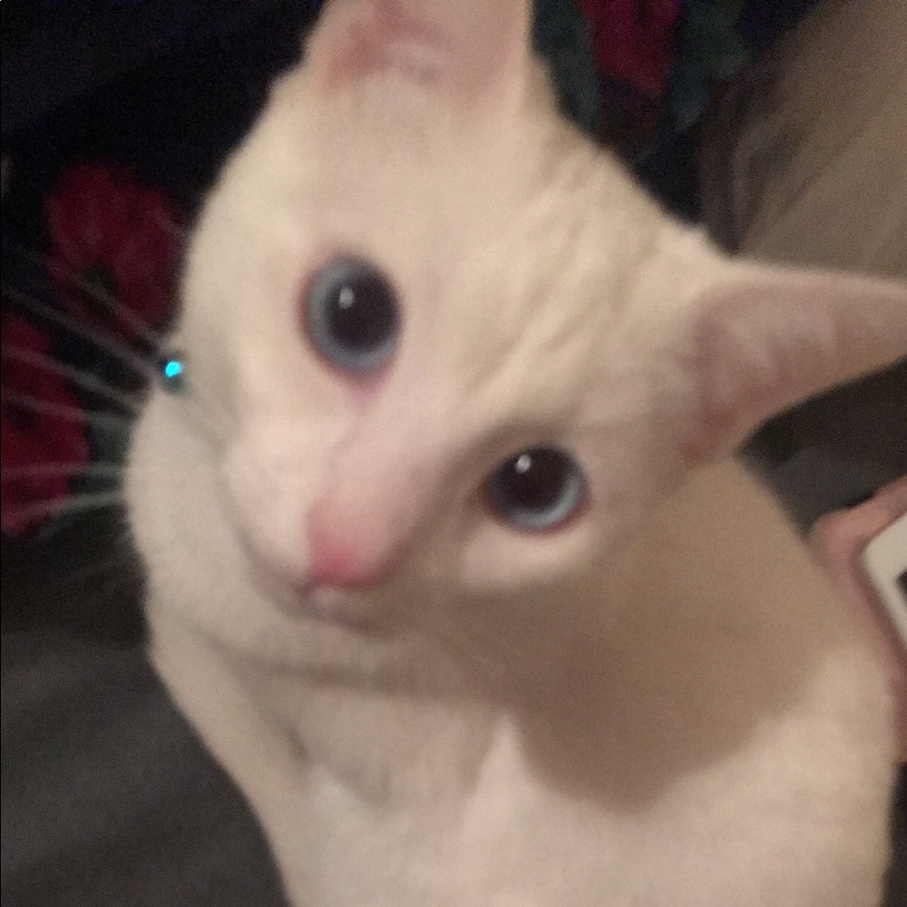 Meet your Posher, Candy